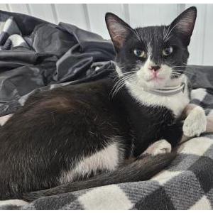 Found Cat unknown