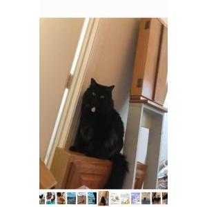 Lost Cat Panther