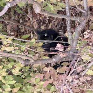 Found Cat Unknown black cat