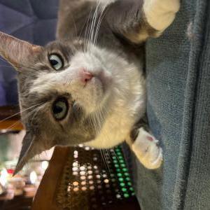 Image of Puck, Lost Cat