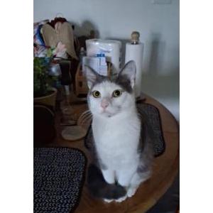 Lost Cat Monkey