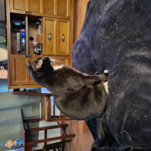 Lost Cat Miss Kitty