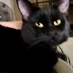 Lost Cat Persephone (black)