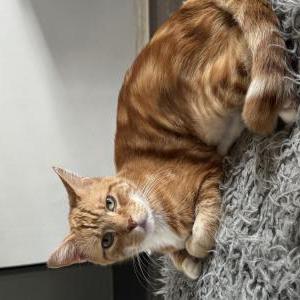 Lost Cat Milo