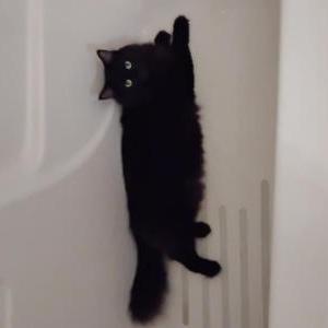 Image of Foxy Brown, Lost Cat