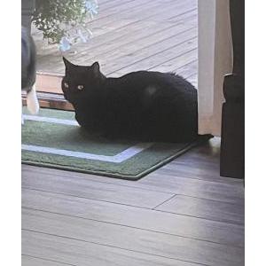 Lost Cat Daisy