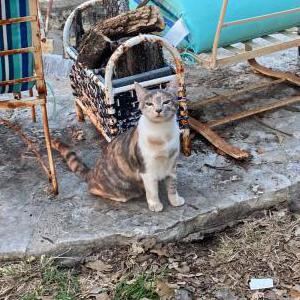 Lost Cat Winifred (Winnie)
