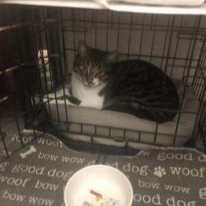 Lost Cat Nova