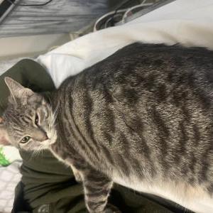 Image of Smokey, Lost Cat