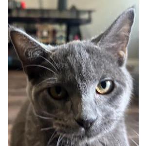 Lost Cat Ash
