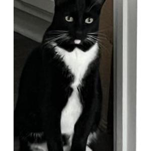 Lost Cat Blacky