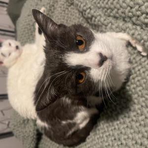 Lost Cat Binx