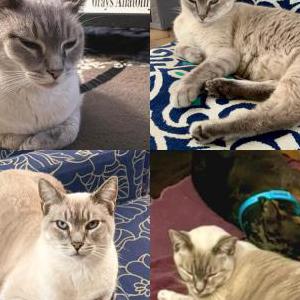 Lost Cat Gibson