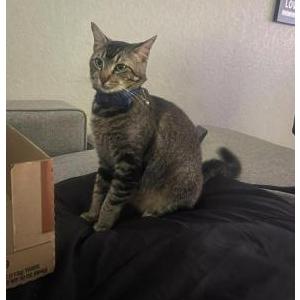 Lost Cat Tubby