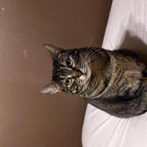 Image of Kaisashi, Lost Cat