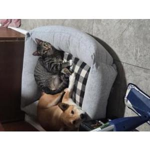 Lost Cat Three Piece