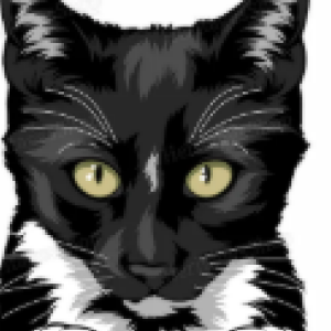 Lost Cat Jinx