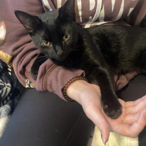 Found Cat Unknown