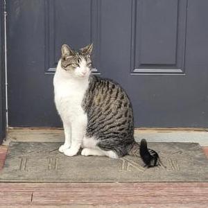 Lost Cat Quinn