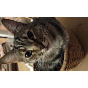Lost Cat Leia