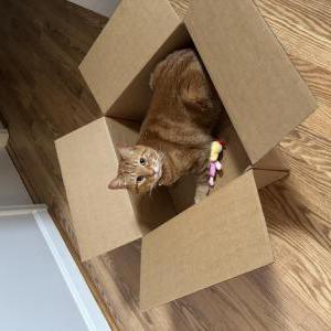 Image of Luka, Lost Cat