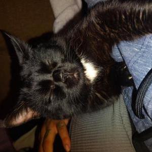 Lost Cat King