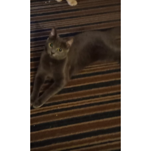 Image of Diva Divine Rose, Lost Cat