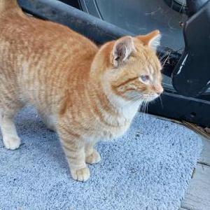 Image of Wolfee, Lost Cat