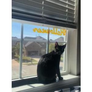 Image of Shadow, Lost Cat