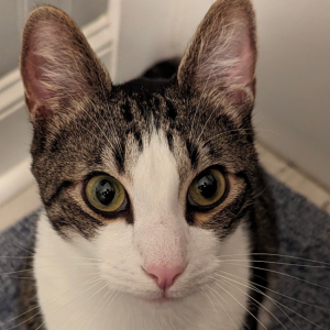 Image of Brady, Lost Cat