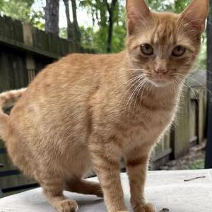 Lost Cat Peanut