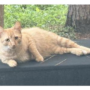 2nd Image of Peanut, Lost Cat