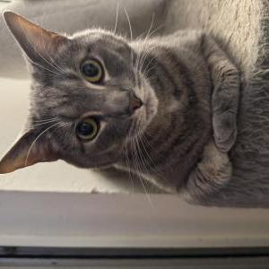 Lost Cat Apollo