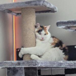Lost Cat Maple