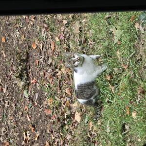 Found Cat Unknown