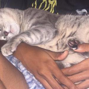 Lost Cat Cain