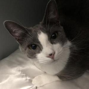 Image of Daisy, Lost Cat