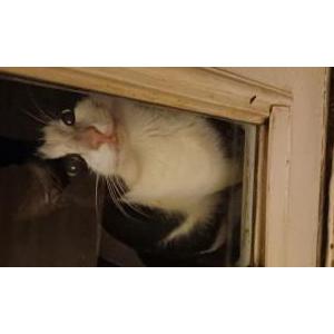 Found Cat Unknown