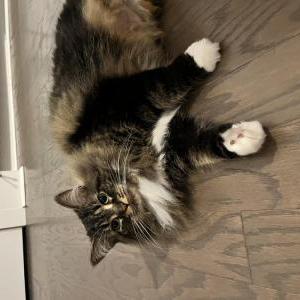 Image of Lola, Lost Cat