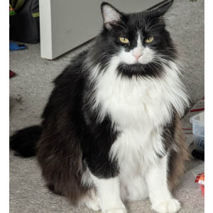 Lost Cat Poppy