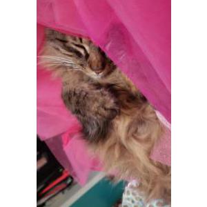 Image of Fluffy, Lost Cat
