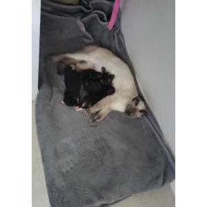 Image of Mika, Lost Cat