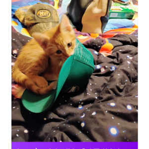 Image of Puppy, Lost Cat