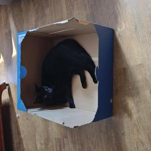 Lost Cat Binx