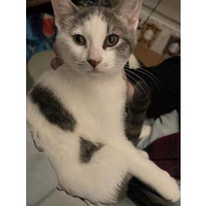 Image of Unknown, Found Cat