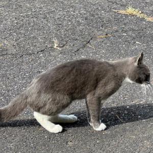 Found Cat unknown