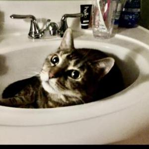 2nd Image of Bowie aka BoBo, Lost Cat