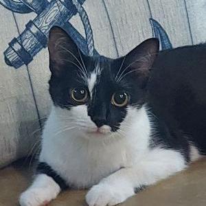 Lost Cat Sadie