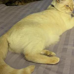 Image of REX, Lost Cat