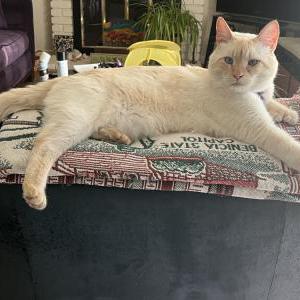 2nd Image of REX, Lost Cat